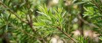 Tea tree oil