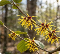 Witch hazel